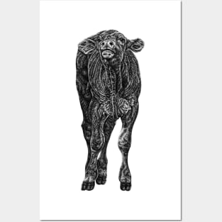 South Devon baby cow calf Posters and Art